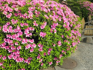 IMG_tamamotutuji.jpg