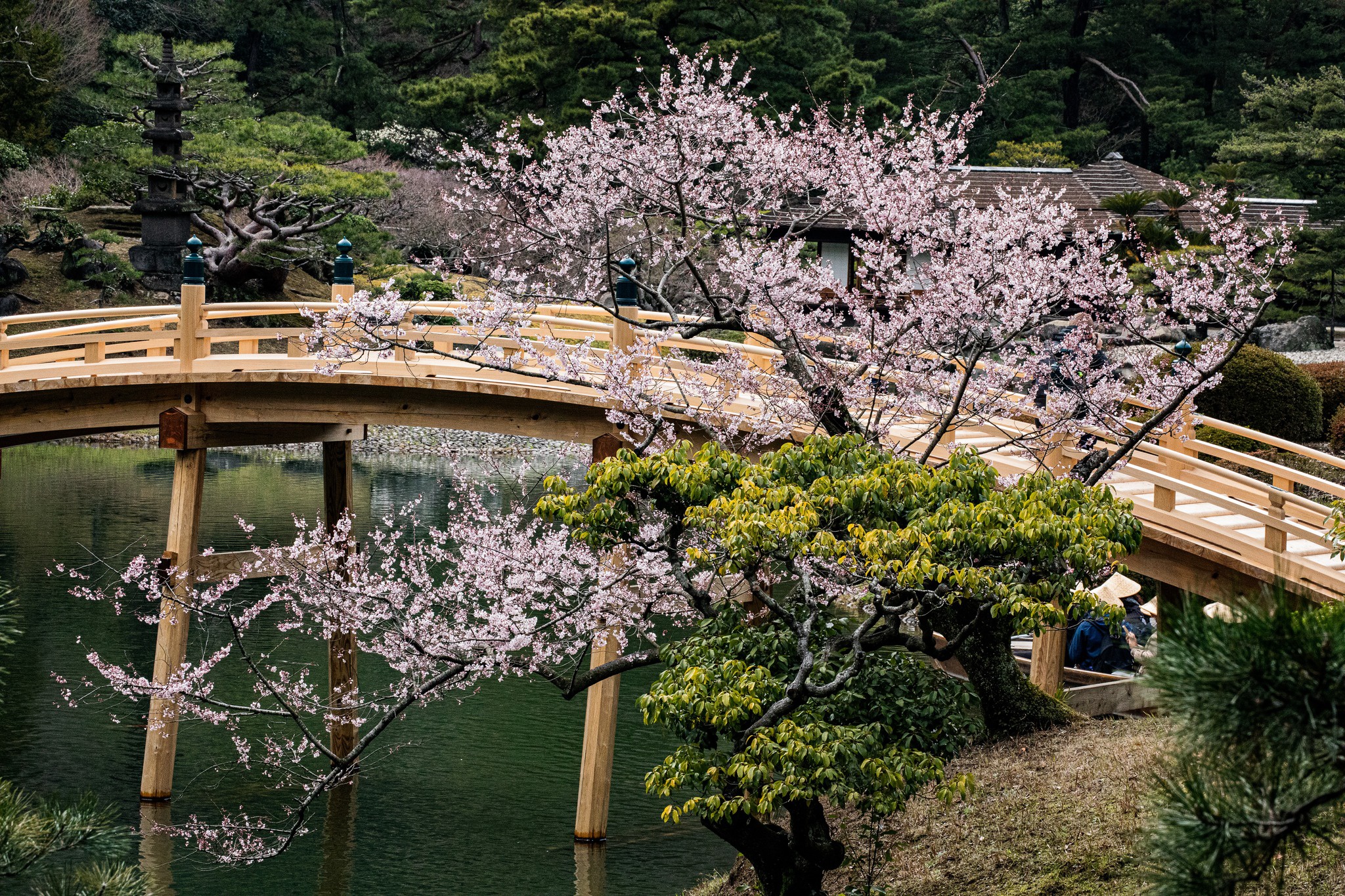 栗林公園　偃月橋（えんげつきょう）　2023年　20年ぶりに架け替えられ新しくなった橋。桜と一緒に撮影。フォトウェディング撮影の人気のスポット。