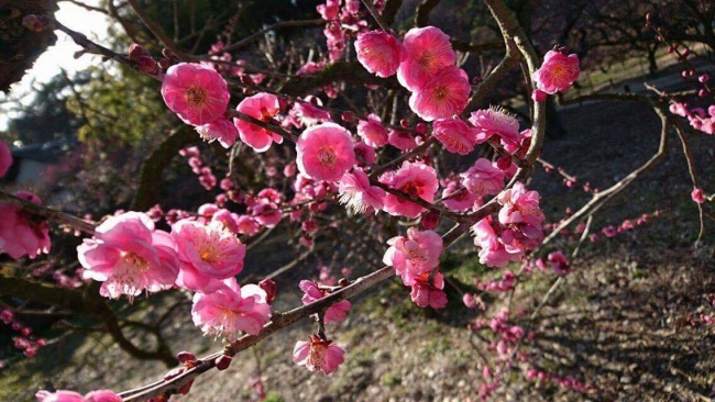 立春を待たずして満開の栗林公園の梅