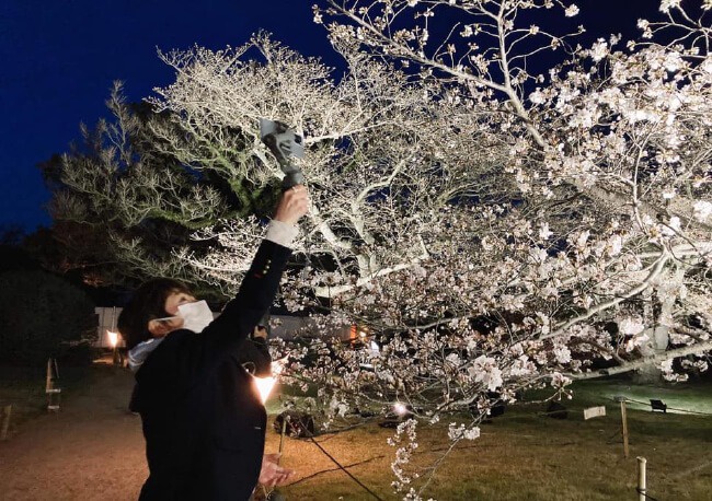 栗林公園　桜情報