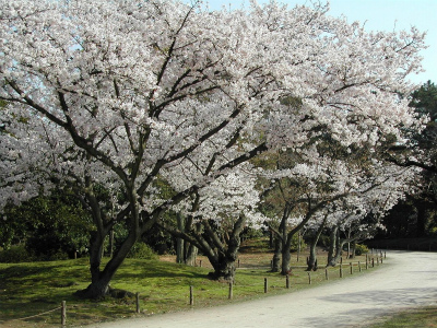 栗林桜満開.jpg