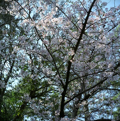 120408ritsurin-sakura.jpg