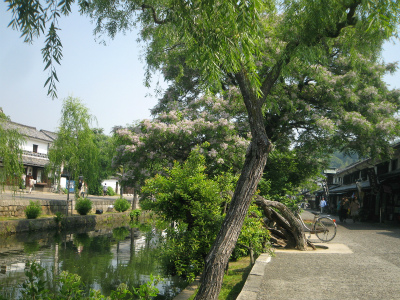 120527kurashiki-yanagi.jpg